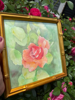 Witherspoon Rose, watercolor