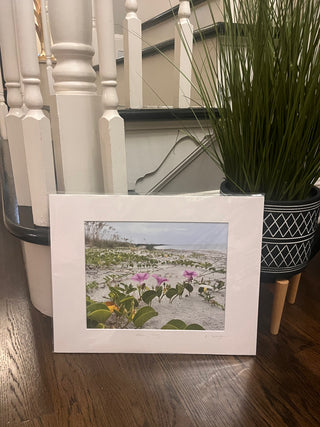 Morning Glories on Sea Island