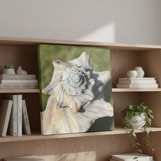 Shell Photo Canvas