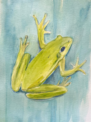 Tree Frog, watercolor on paper