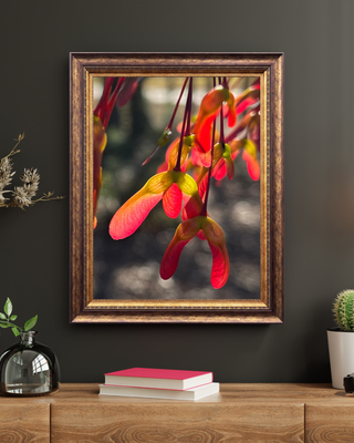 Red Oak Seeds in Sunlight